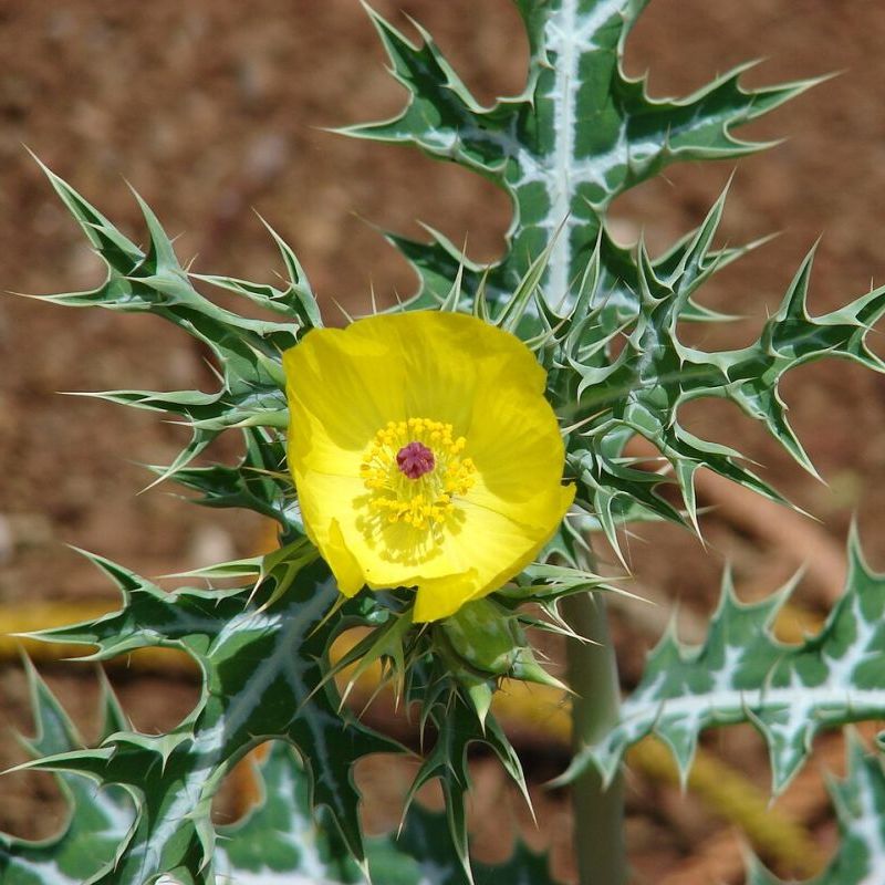 argemona mexická