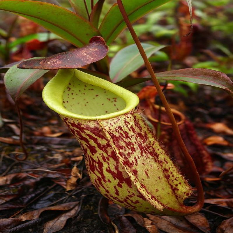 Nepenthes rafflesiana