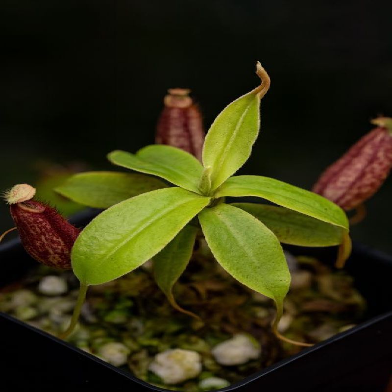Nepenthes rafflesiana x ampullaria