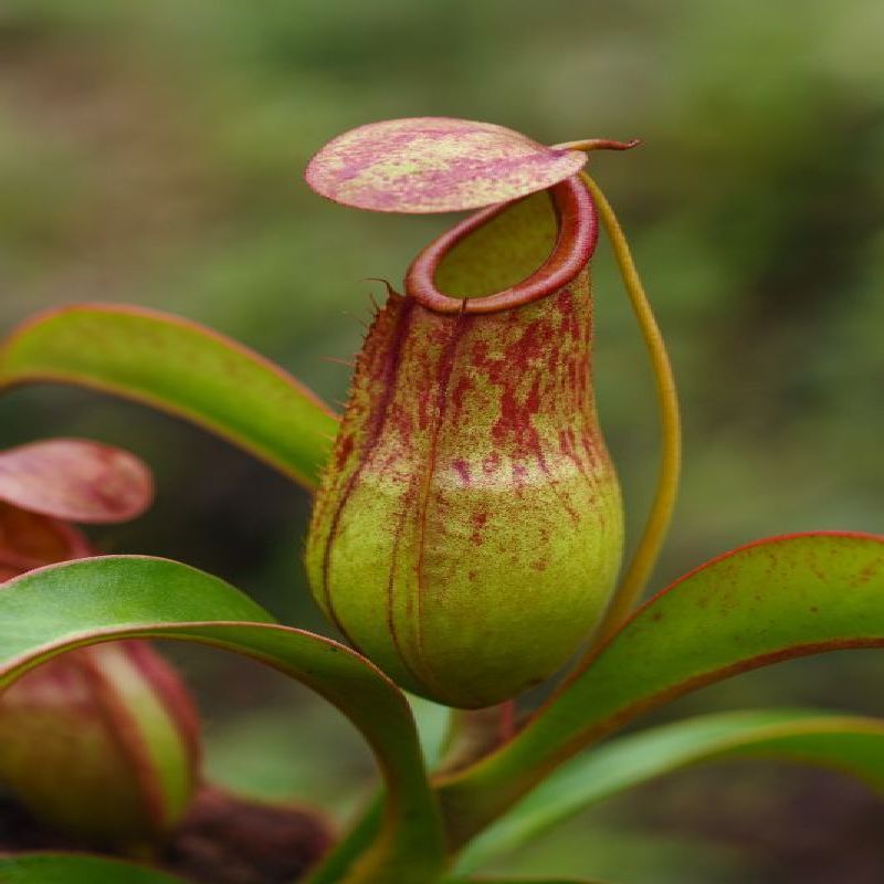 Nepenthes rajah