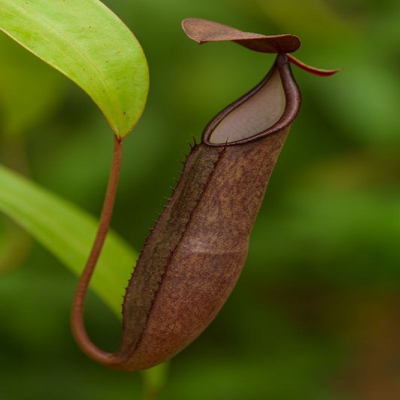 Nepenthes ramispina