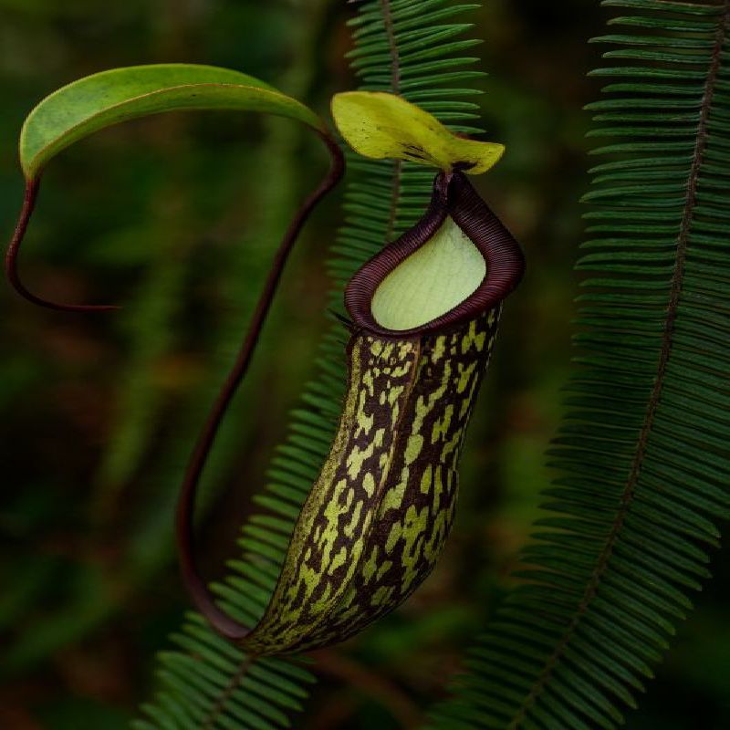 Nepenthes spectabilis