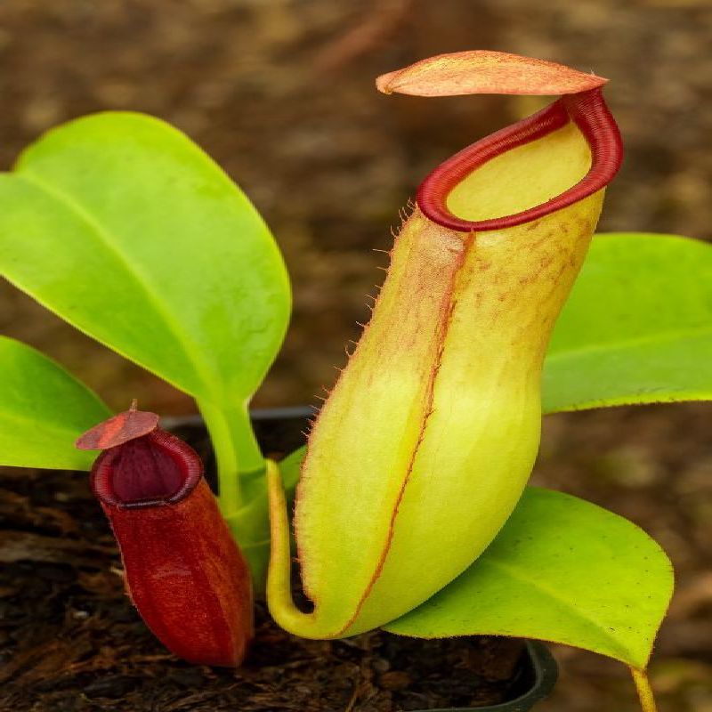 Nepenthes truncata