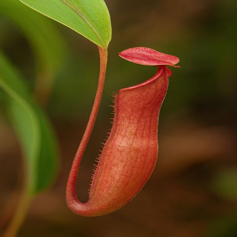 Nepenthes vieillardii