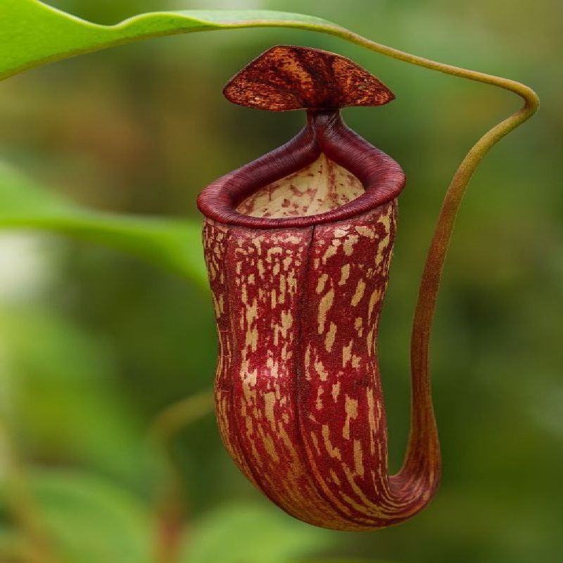 Nepenthes vogelii