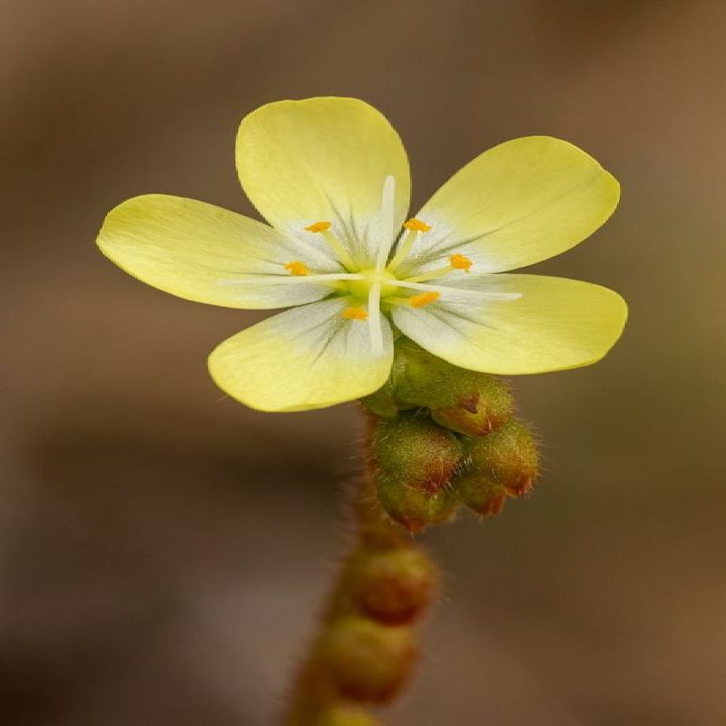citronová rosnatka