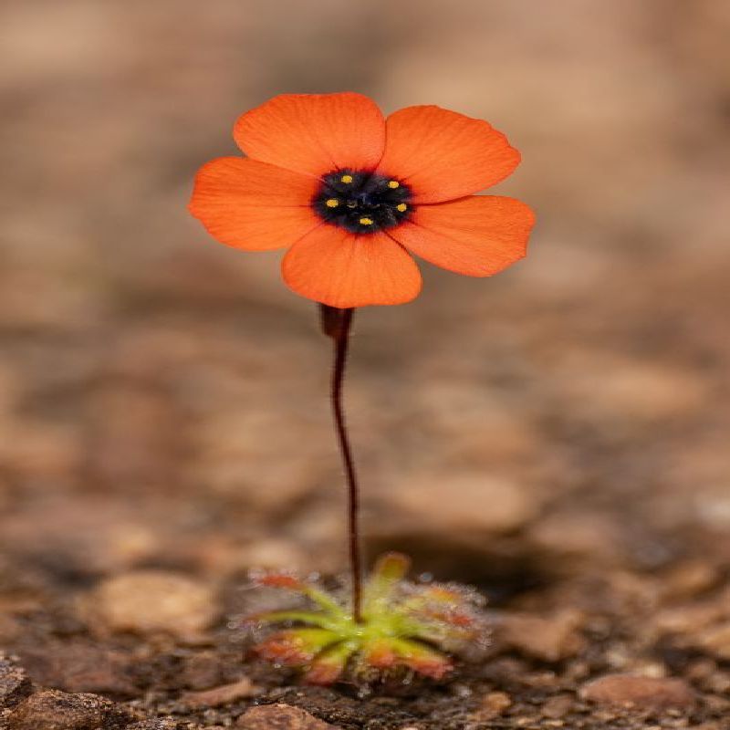 rosnatka hyperostigma