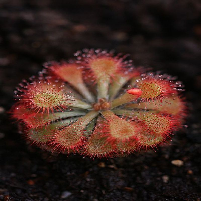 rosnatka natalensis