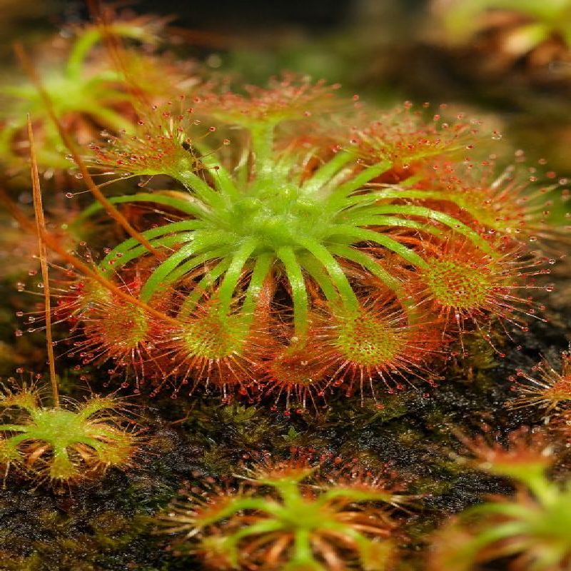 rosnatka allantostigma