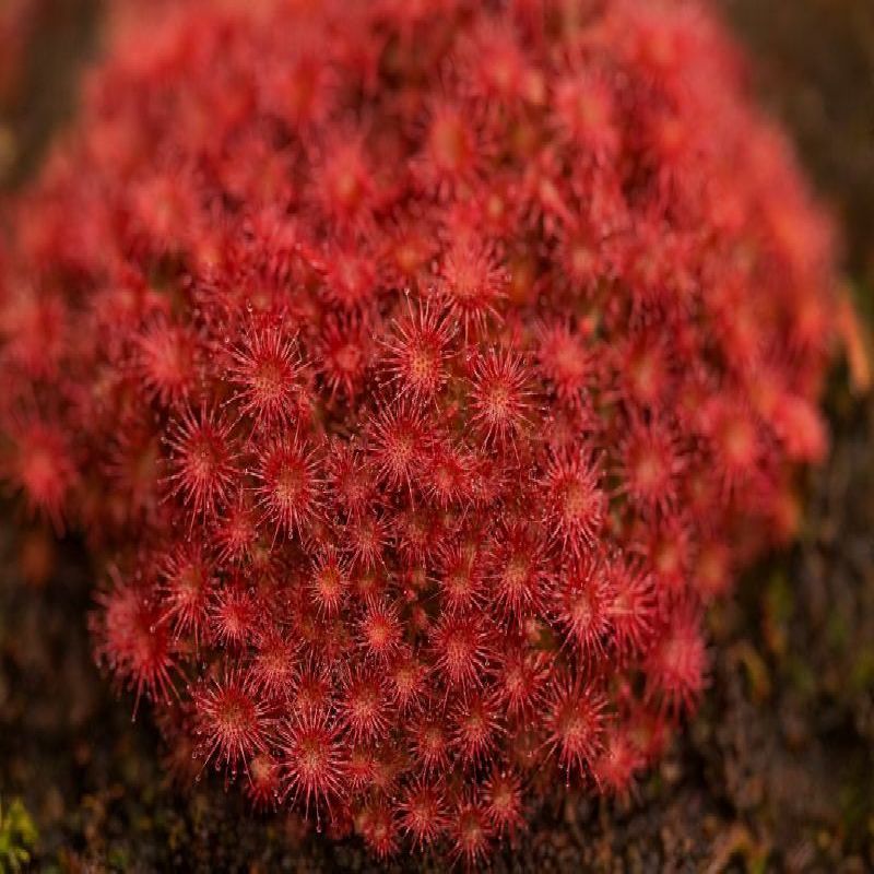 rosnatka occidentalis
