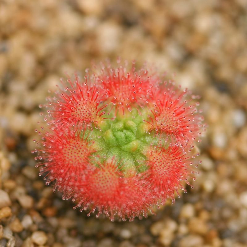 rosnatka paleacea