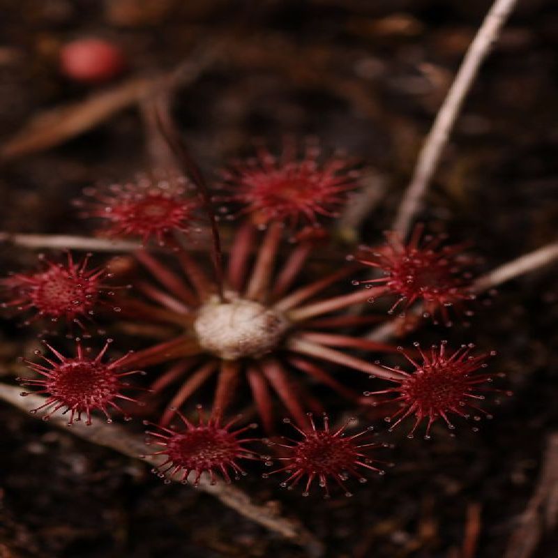 rosnatka pygmaea