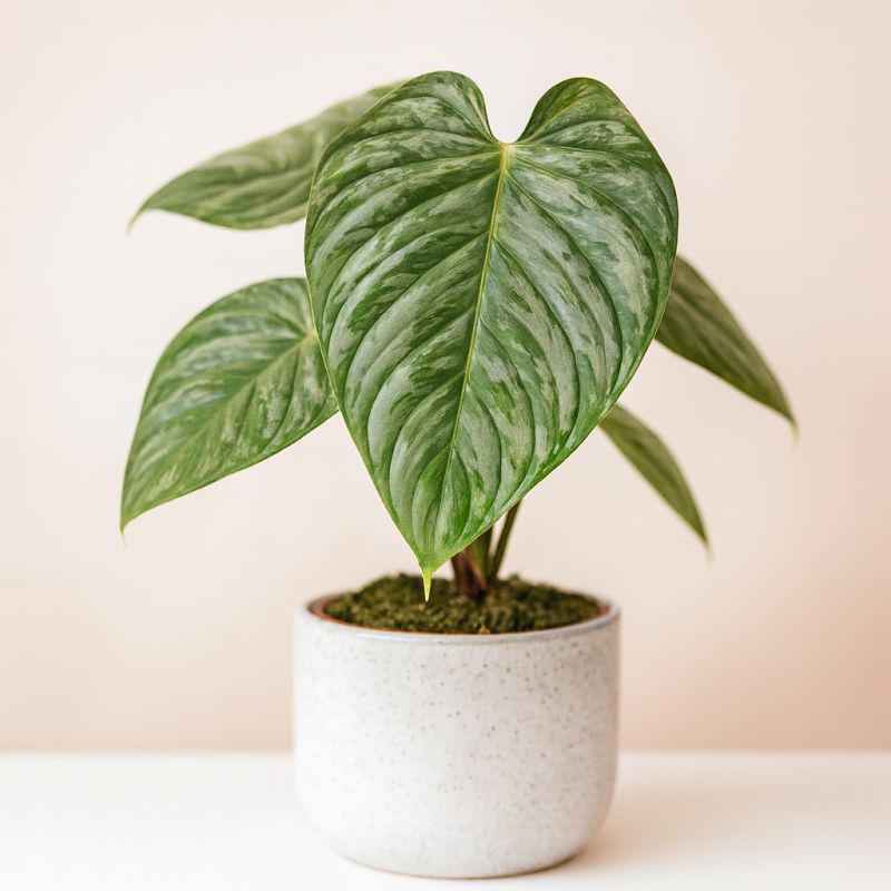 Zelený filodendron