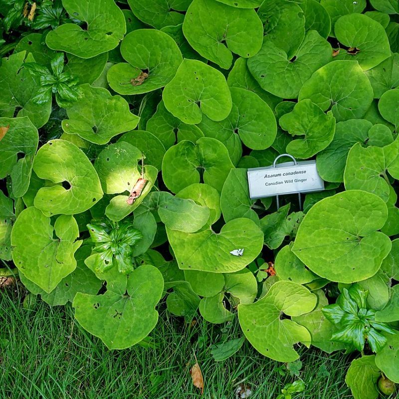 asarum kanadský