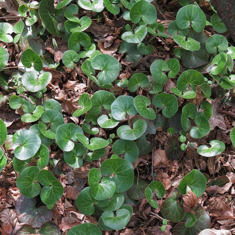 asarum evropský