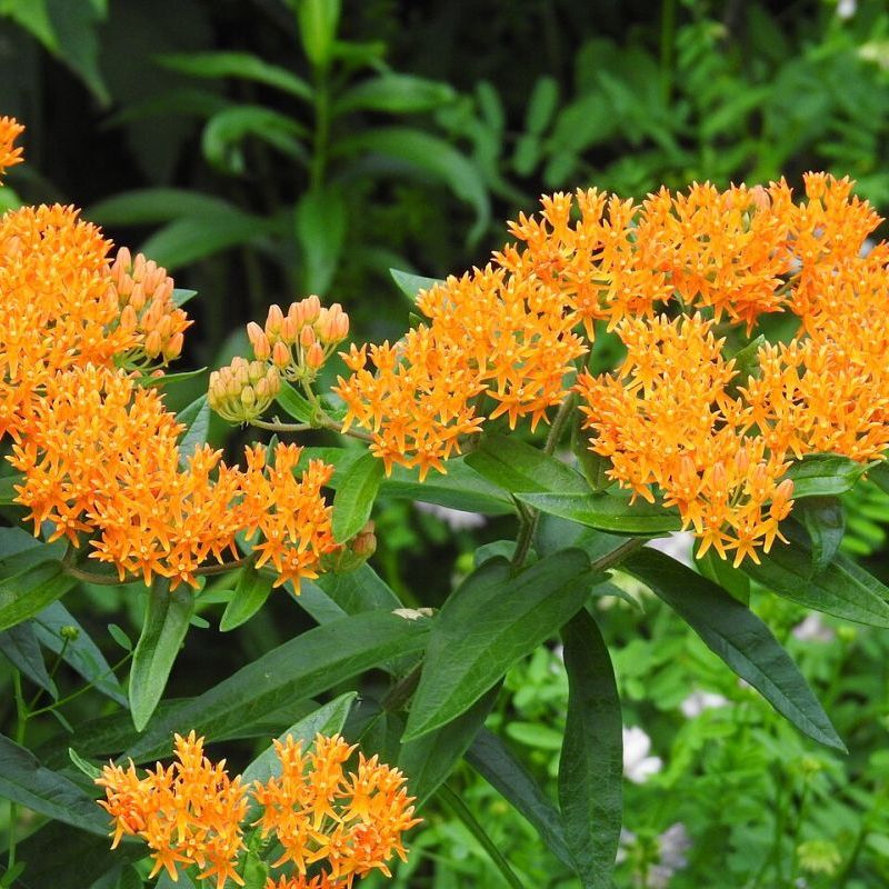 asclepias hlíznatý