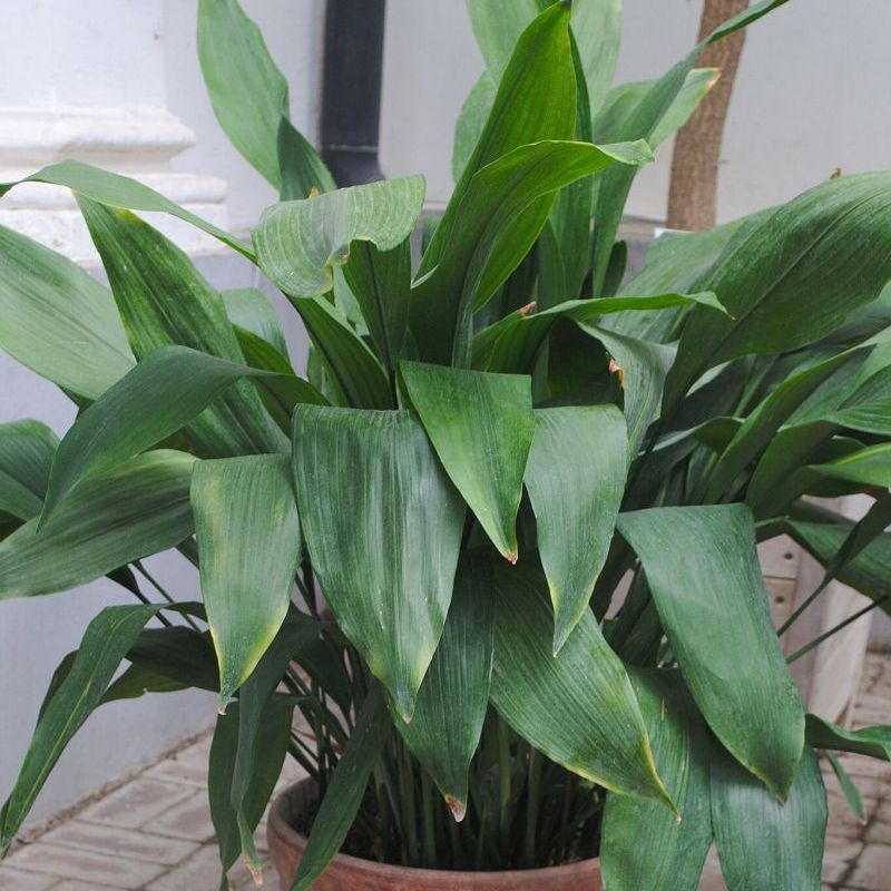 aspidistra vysoká