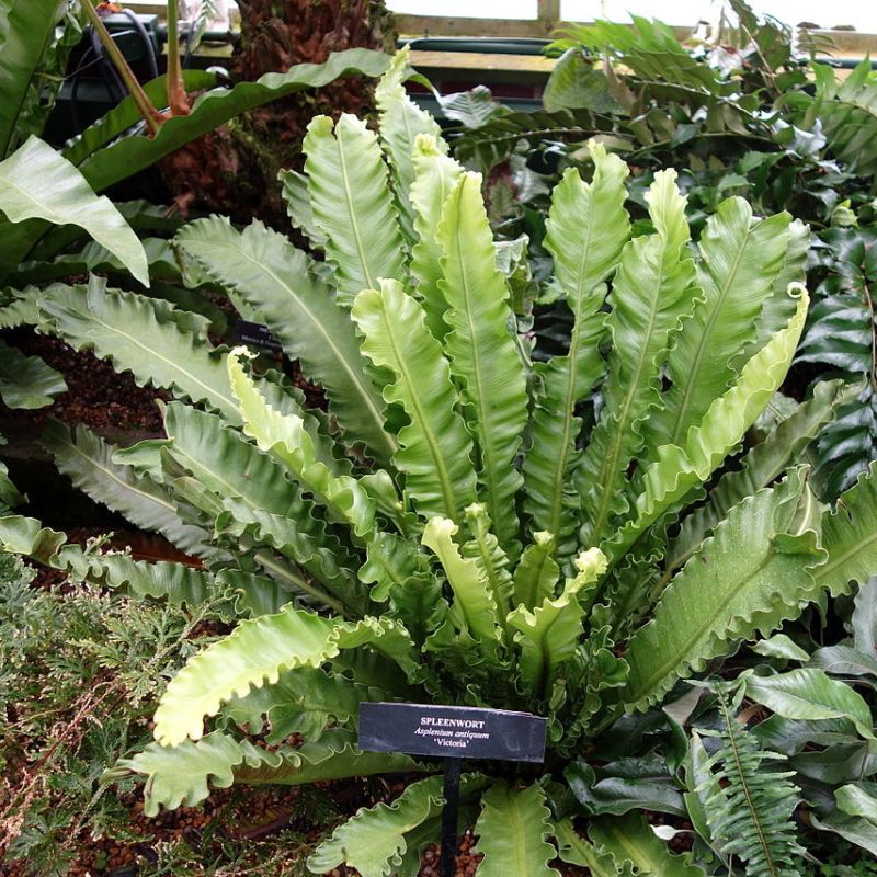 asplenium starobylé