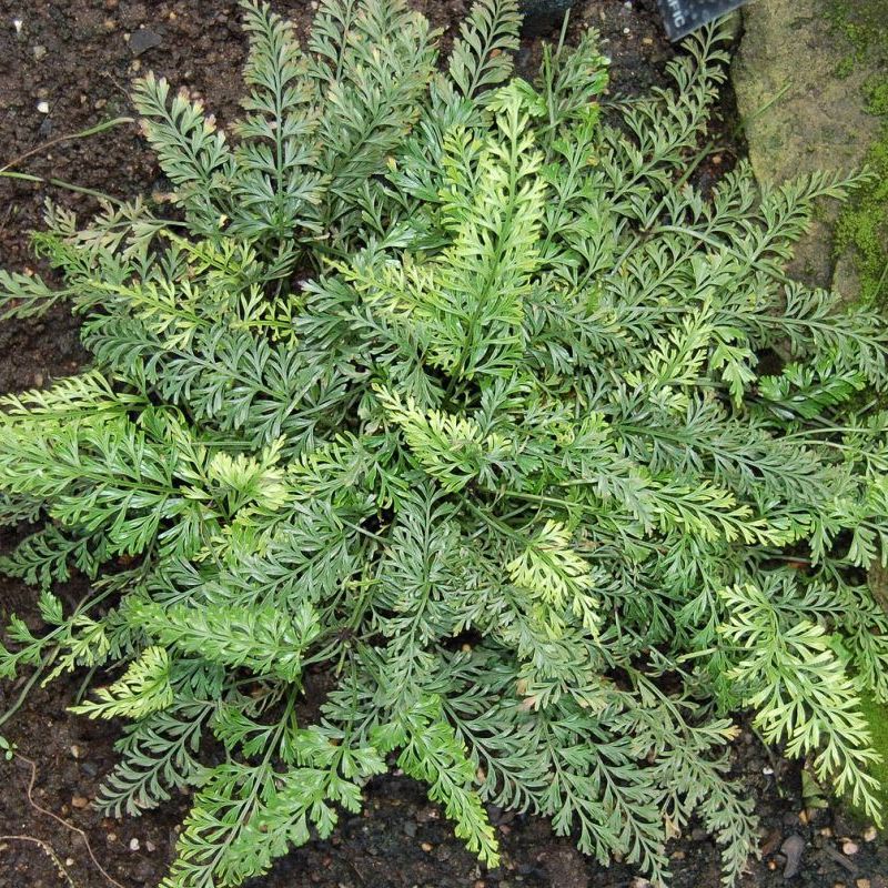 asplenium hlíznaté