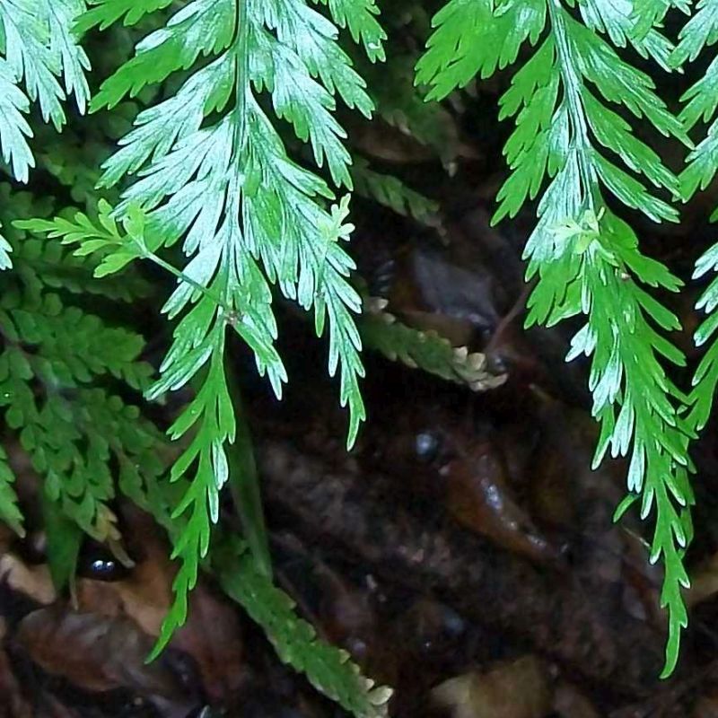 asplenium jemné