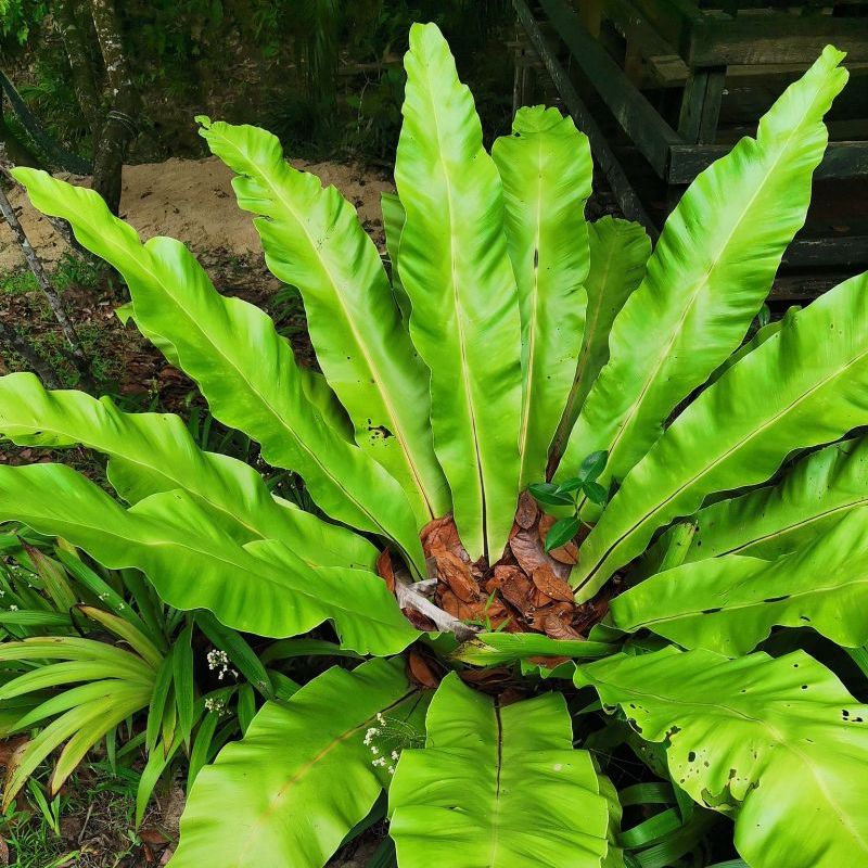 asplenium hnízdní
