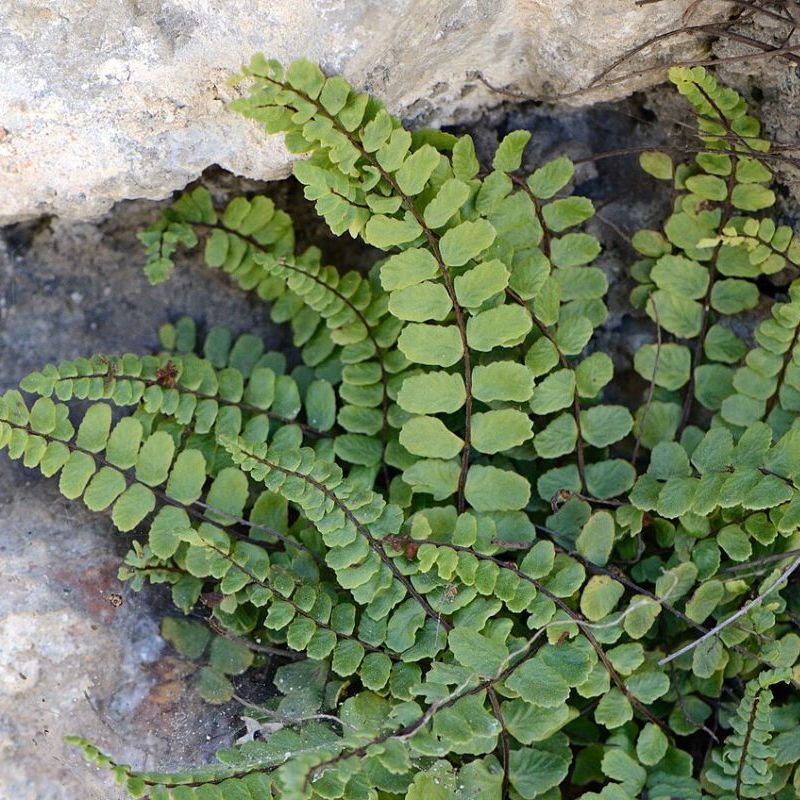 asplenium vlasaté