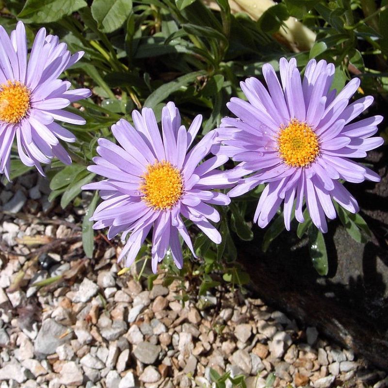 aster alpský