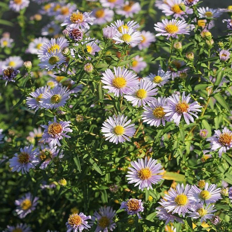 aster chvojka
