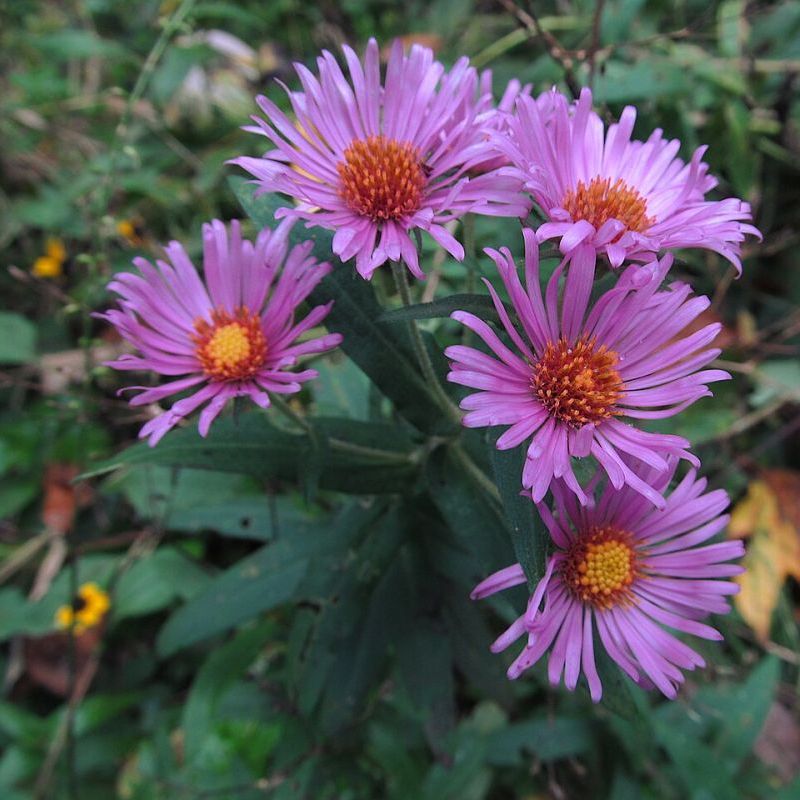 aster nové Anglie