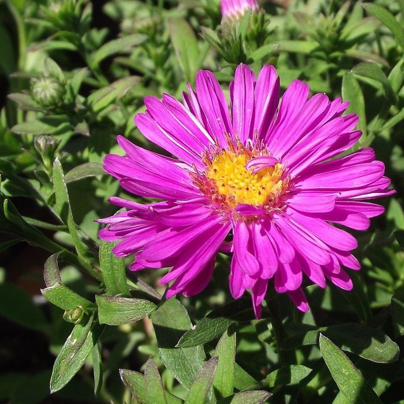 aster nového Belgie