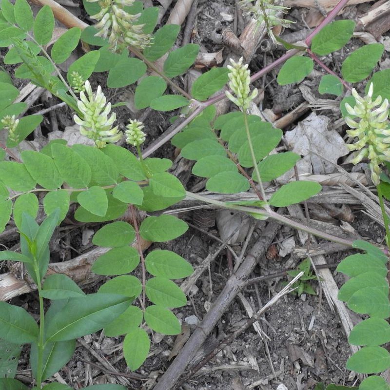 astragalus sladkolistý