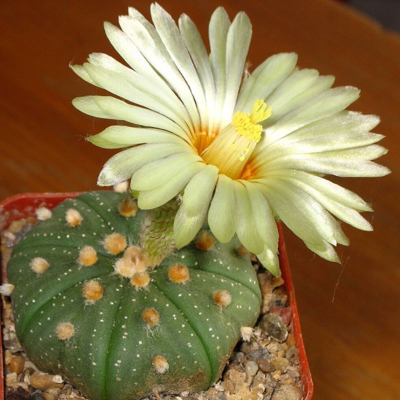 astrophytum hvězdicové