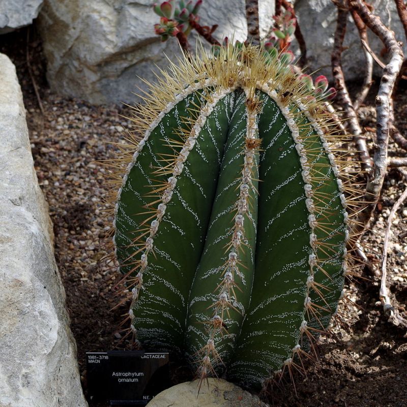 astrophytum ozdobné