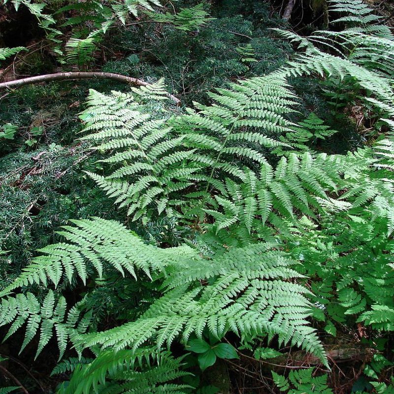 athyrium samičí