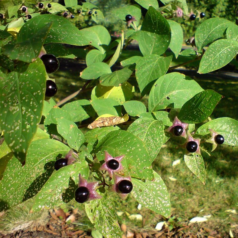 belladonna