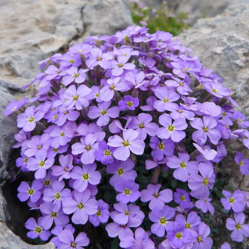 aubrieta trojúhelníková
