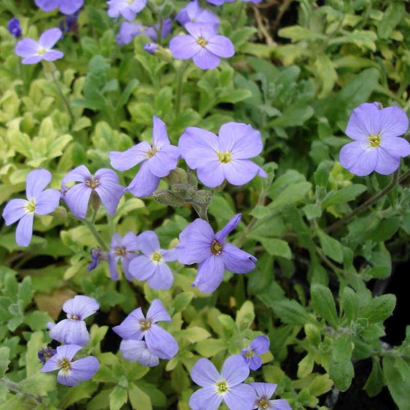 aubrieta kulturní