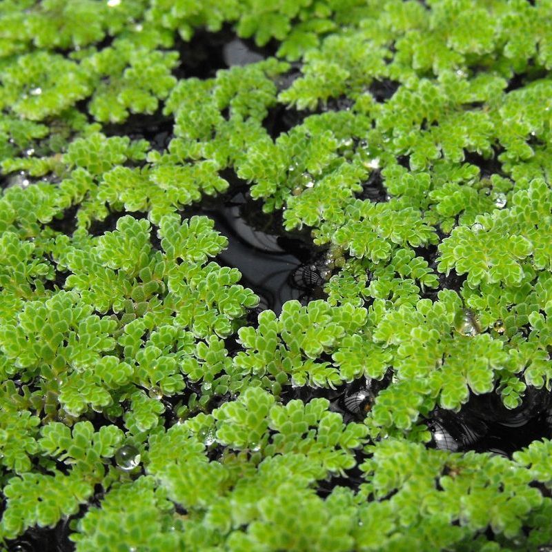 azolla vlnitá