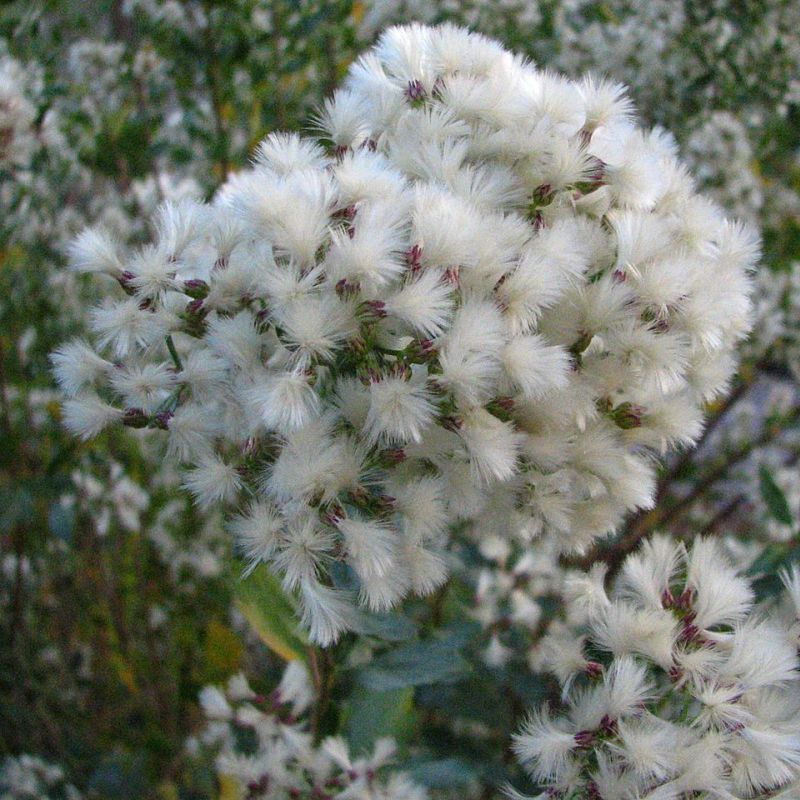 baccharis slanoplodý