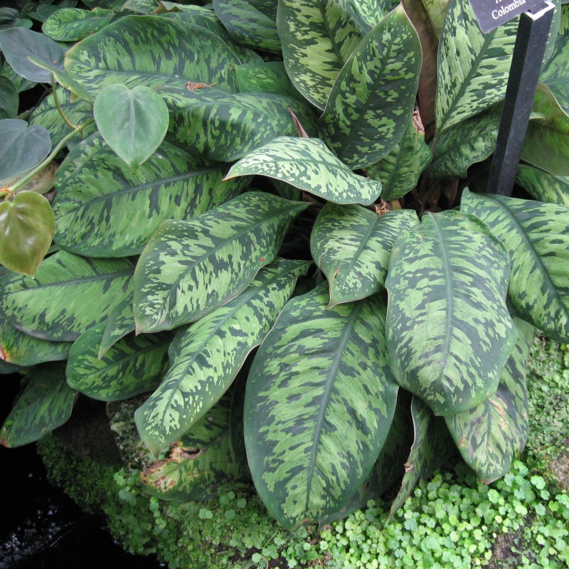 homalomena Wallisova
