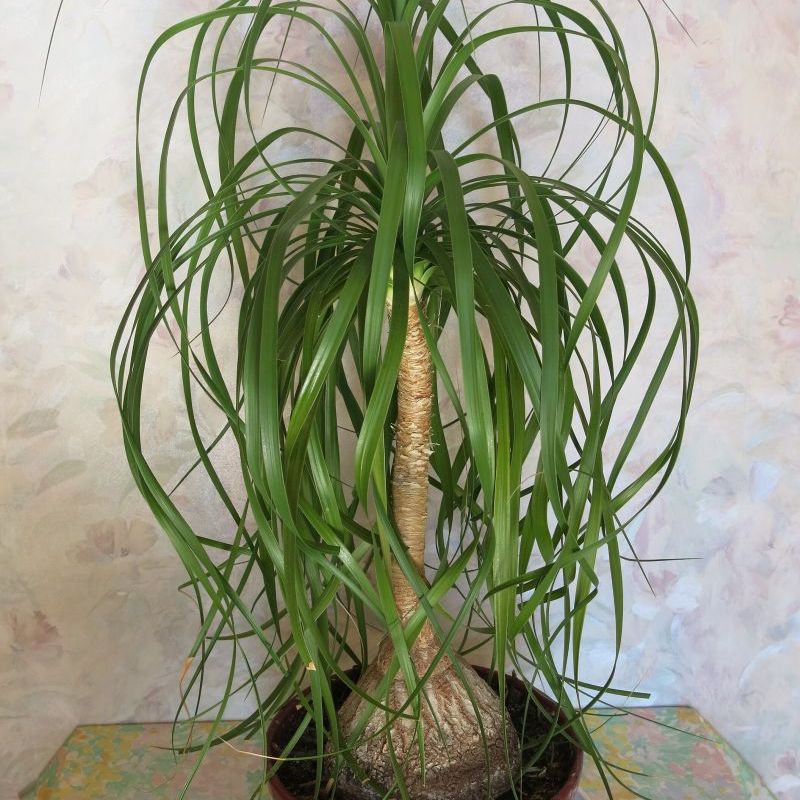 beaucarnea ohnutá