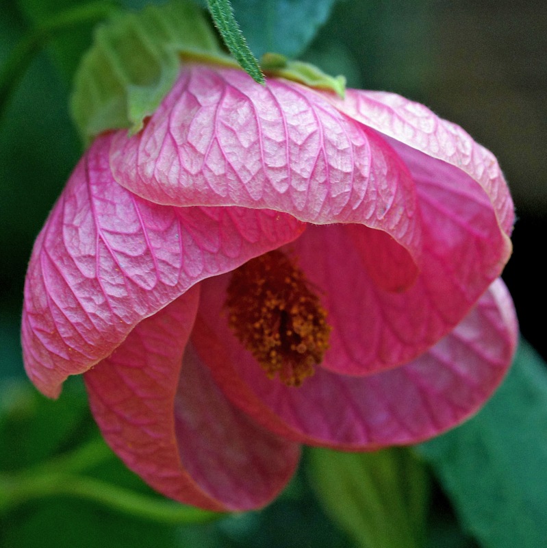 abutilon hybridní
