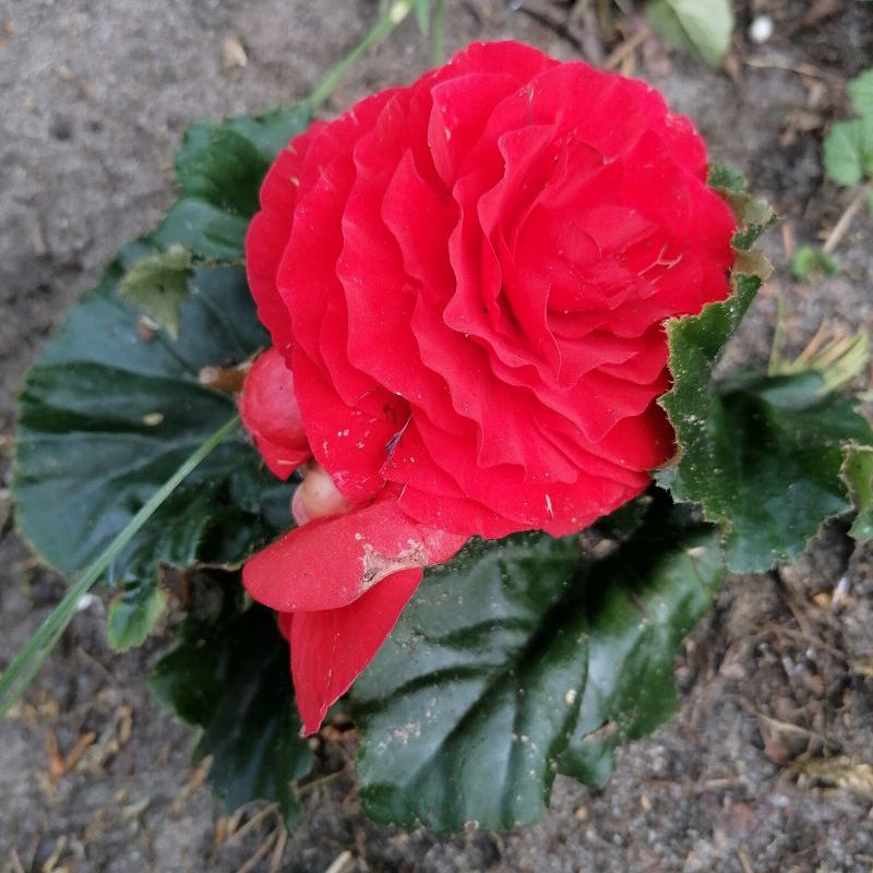 begonie hlíznatá hybridní