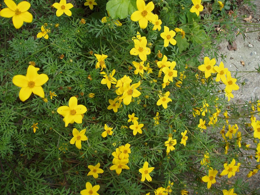 bidens kapradinovitý
