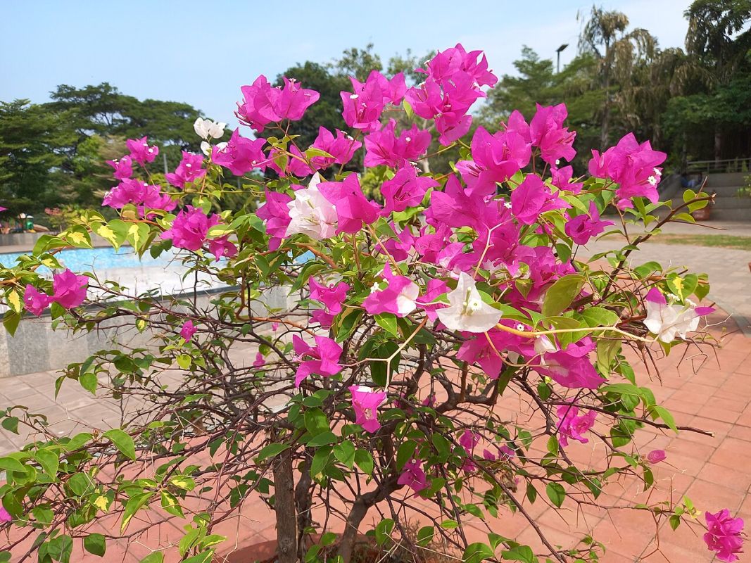 bougainvillea hladká