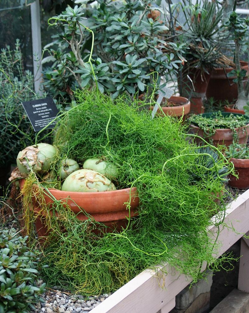 bowiea vinutá