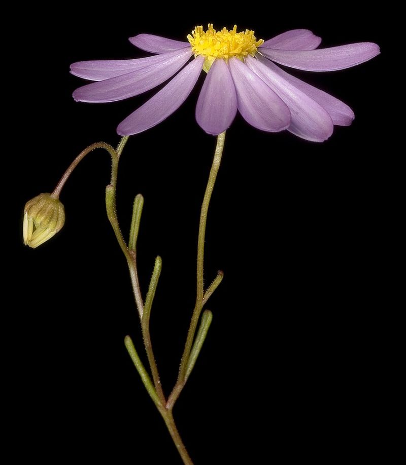 brachycome iberidifolia