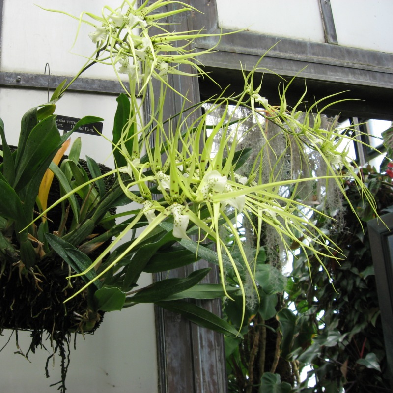 brassia bradavčitá