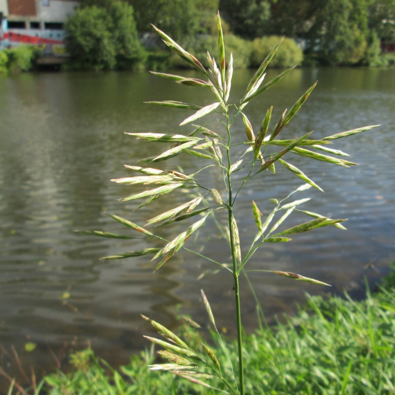 sveřep bezostný