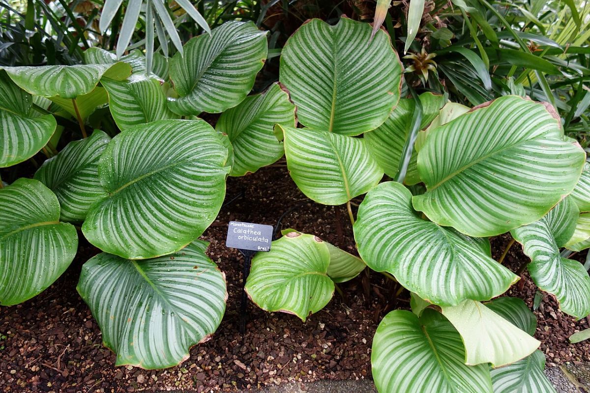 kalatea orbifolia